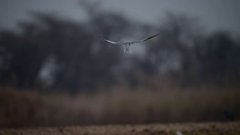 The-River-tern--Hunting-in-Lake