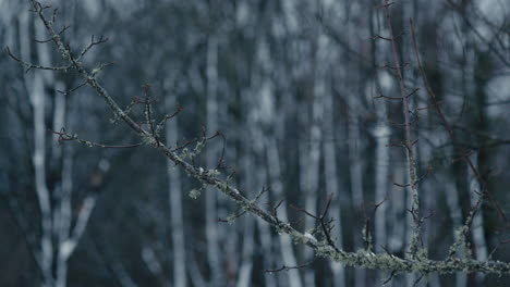 Abstract-detail-Branch-with-lichen-and-snow-in-forest