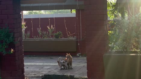 pov-shot-of-the-cats-all-playing-with-their-mother-and-the-cats-looking-at-the-camera