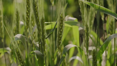 Un-Primer-Plano-Tomado-A-Mano-De-Hebras-De-Trigo-En-Una-Tierra-De-Cultivo-De-Trigo-Con-Elementos-Brillantes-Como-Bokeh-En-El-Fondo