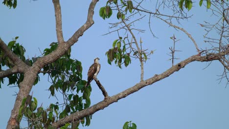 Perched-on-a-broken-branch-of-this-tree-looking-straight-to-the-camera-and-then-turns-its-head-to-the-right,-Osprey-Pandion-haliaetus,-Thailand