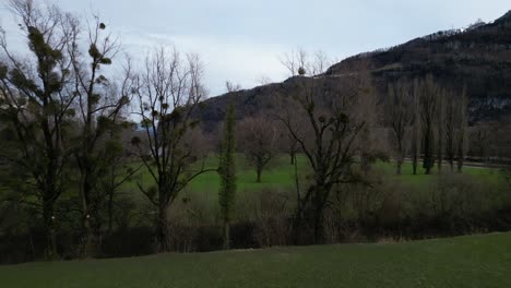 Ascend-above-grassy-field-and-riverine-leafless-trees-planted-in-rows,-lake-water-in-distance