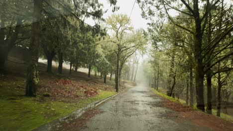 Punto-De-Vista-De-Conducción-A-Lo-Largo-Del-Bosque-De-Laurisilva-En-Un-Día-Lluvioso-En-Cámara-Lenta