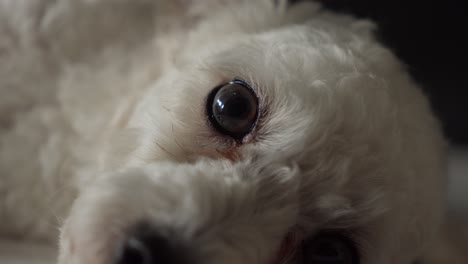 Eye-contact-close-up-of-face-of-cute-white-toy-poodle-dog-resting,-static