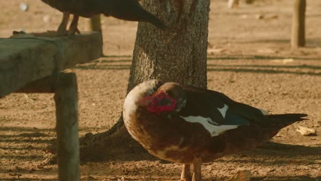 Muscovy-duck-strolling-in-Arauca,-Colombia-park-at-dusk,-warm-lighting