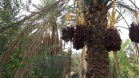 Palmera-Datilera-Con-Racimos-De-Frutas-Maduras-En-Un-Bosque-Tunecino,-Exuberante-Fondo-De-Follaje-Verde,-Durante-El-Día