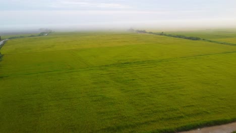 green-rice-field-with-fog-seen-from-above,-beautiful-green-field-with-clouds-and-gray-day