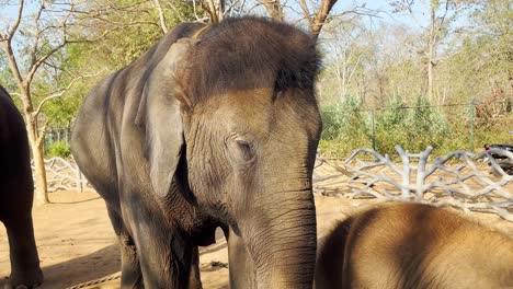 Nahaufnahme-Eines-Eingesperrten-Indischen-Elefanten,-Der-Mit-Den-Ohren-Flattert
