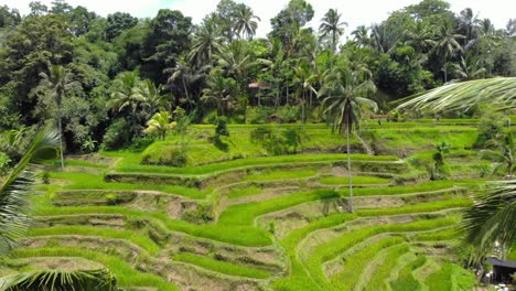 Tegallalang-rice-terraces-on-the-island-of-Bali,-Indonesia,-as-the-drone-flies-backwards-between-two-palm-trees,-offering-a-unique-and-immersive-perspective