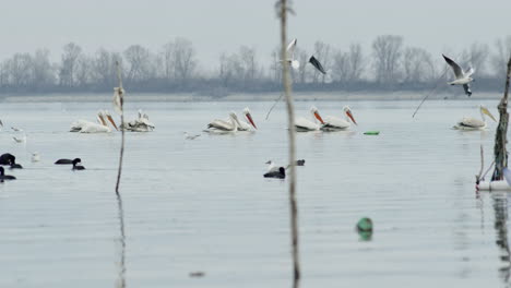 Group-of-Dalmatian-Pelicans-swim-slow-motion-lake-kerkini-Greece