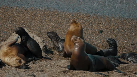 Lobos-Marinos-Y-Cachorros-Descansando-Cerca-De-La-Orilla-Del-Mar-Donde-Caza-La-Orca-En-La-Península-Valdés,-Patagonia,-Argentina.