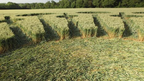 Low-angle-pan-shot-of-crop-circle-in-countryside-farm-land-of-Owslebury