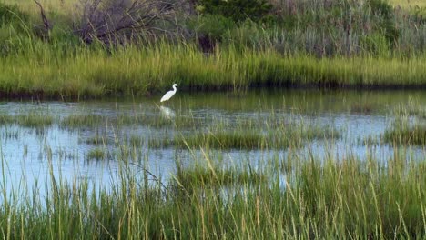 Garceta-Grande-En-El-Refugio-Nacional-De-Vida-Silvestre-De-Blackwater-En-Cambridge,-Maryland