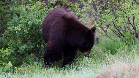 Un-Oso-Negro-Solitario-Busca-Metódicamente-Comida-Entre-La-Exuberante-Vegetación-De-Un-Denso-Bosque