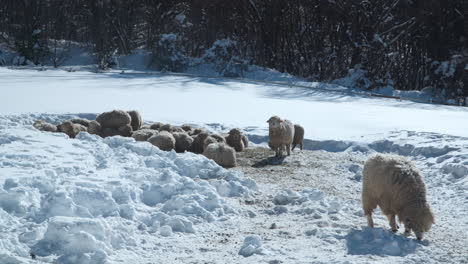 Flock-of-sheep-huddle-together-in-snowy-field,-one-grazing,-Daegwallyeong-Ranch