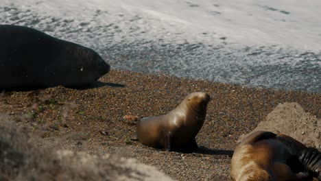 Robbenjunges-Am-Strand-Auf-Der-Halbinsel-Valdes,-Patagonien,-Argentinien---Nahaufnahme