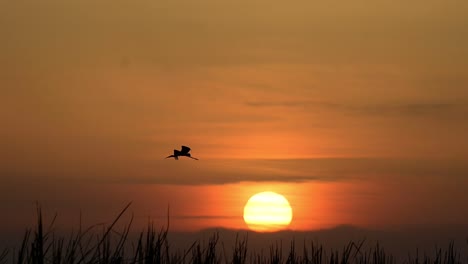 Cigüeña-Pintada-Volando-Al-Amanecer