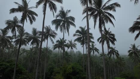 Neblige-Palmen-Im-Ko-Samui-Sanctuary,-Thailand