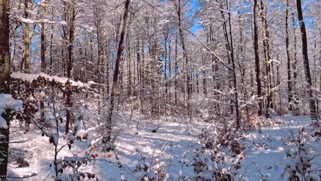 Panning-shot-of-snowy-forest-of-middle-Europe,-Poland,-Kartuzy