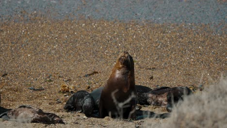 Mutter-Und-Seelöwenjunge-Am-Strand-Auf-Der-Halbinsel-Valdes,-Patagonien,-Argentinien---Weitwinkelaufnahme