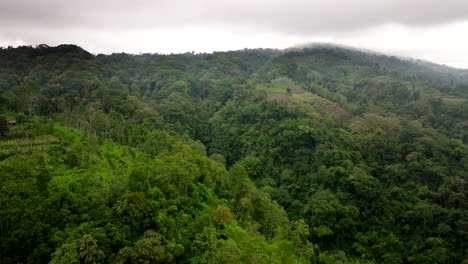 Vines-and-vegetation-cascade-from-branches-of-Balinese-jungle