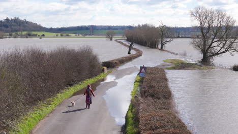 Pensioner-strolls-with-her-pet-dog-on-leash-on-flooded-country-road,-aerial