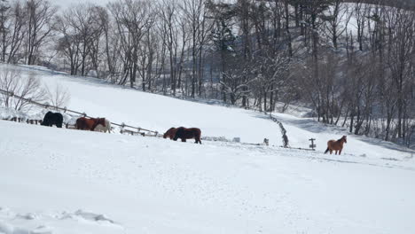 Small-herd-of-horses-grazing-in-snowy-pasture,-Daegwallyeong-Sky-Ranch,-Korea