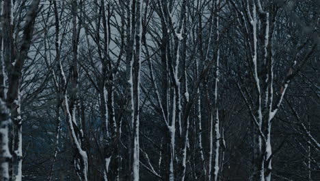 Snowy-trees-in-forest-on-cold-winter's-day