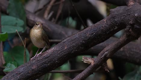 Mirando-Hacia-Arriba-Mientras-Está-Posado-En-Una-Rama-Baja-Cerca-Del-Suelo,-Siberian-Blue-Robin-Larvivora-Cyane,-Tailandia