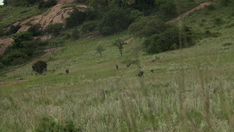 Gnus-Grasen-Auf-Der-Bergseite-Im-Hohen-Gras