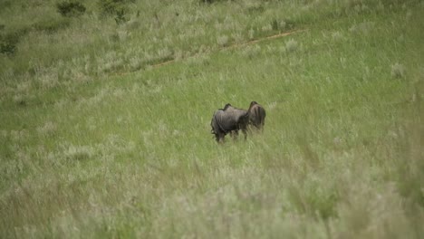 Gnus-Fressen-Gras-Allein-Auf-Einem-Hügel