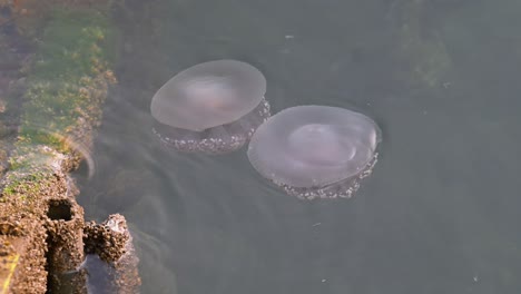 Jellyfish-moving-slowly-on-the-surface-of-the-sea-near-the-coast-of-Dubai,-United-Arab-Emirates