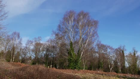 Silver-Birch-trees,-Betula-pendula,-in-Winter