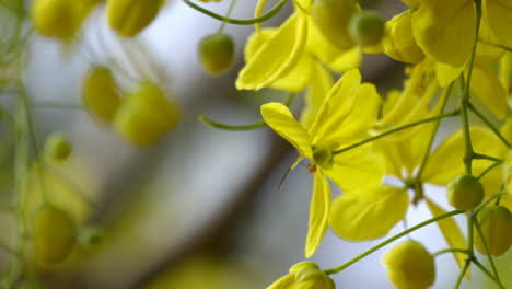 La-Lluvia-Dorada-Flor-Laburnum-Indio-Planta-Kanikonna-