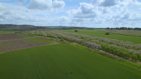 Huge-parallax-over-a-huge-flat-area-with-blooming-almond-trees-and-visitors-came-to-sit-under-the-blossoms,-a-cloudy-spring-day-with-vibrant-colors