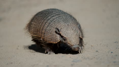 Lone-Pygmy-Armadillo-Foraging-In-The-Sand-In-Valdes-Peninsula,-Chubut-Province,-Argentina