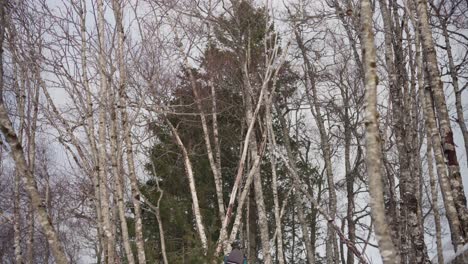 Man-Cutting-Trees-Using-An-Electrical-Chainsaw-In-The-Forest---Wide-Shot