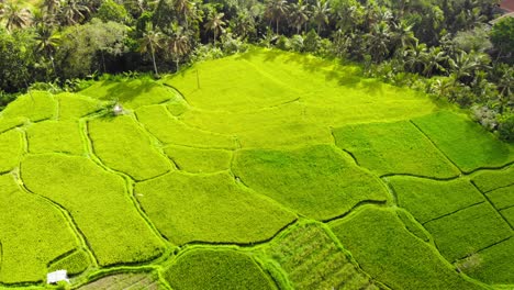 Vista-Aérea-Sobre-Campos-De-Arroz-Verdes-Y-Vegetación-En-Bali,-Indonesia---Disparo-Inclinado-Por-Drones