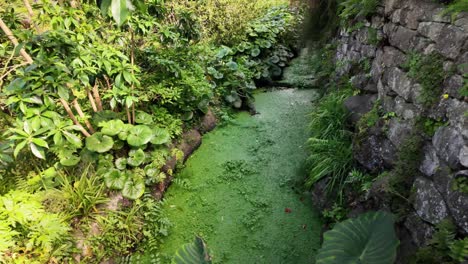 Toma-En-Cámara-Lenta-De-Un-Arroyo-De-Nenúfares-En-La-Exuberante-Isla-De-Madeira