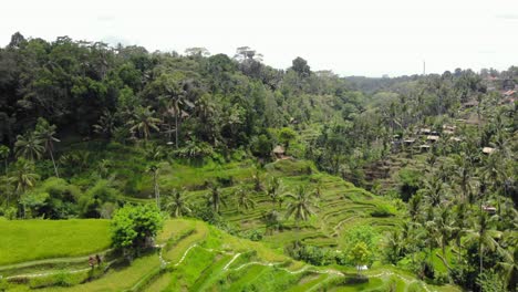 Aerial-view-Of-Tegallalang-Rice-Terraces-and-lush-jungle-In-Gianyar,-Bali,-Indonesia