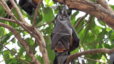 Bats-hanging-upside-down-on-a-branch-