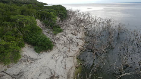 Aerial-flyover-sandy-beach-woth-green-plants-and-leafless-branches-at-Salt-Lake-In-Dominican-Republic