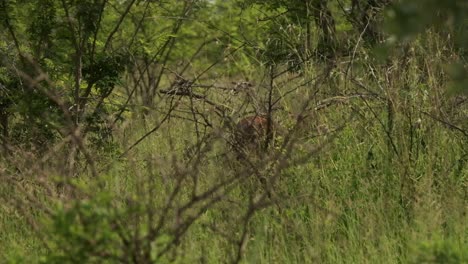 Impala-Bulle-Versteckt-Sich-Hinter-Einem-Baum