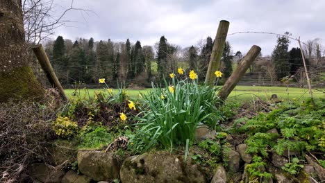 spring-morning-in-rural-Kilkenny-Ireland-the-land-is-coming-out-of-hibernation