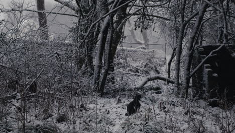 Gato-Distante-En-El-Bosque-Nevado-En-El-Frío-Día-De-Invierno