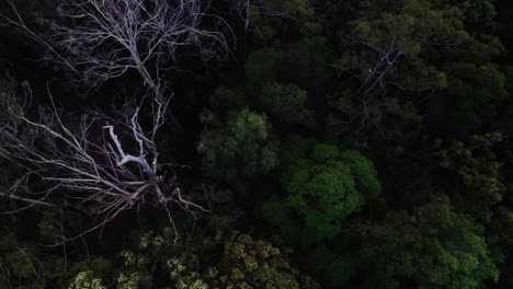 Vista-Aérea-Nocturna-De-Los-árboles-Forestales-En-El-Interior-De-Noosa,-Queensland,-Australia