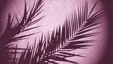 plant-shade-over-wall-moving-from-summer-breeze-,-looping-sequence-3d-rendering-animation-pink-background