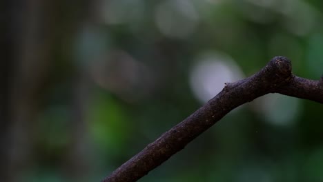 With-big-insect-in-its-mouth-looking-around-then-flies-away-towards-the-back,-Silver-breasted-Broadbill-Serilophus-lunatus,-Thailand