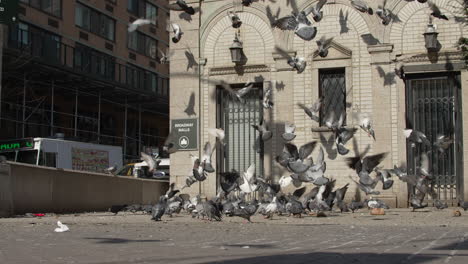 Persona-Arrojando-Comida-A-Un-Grupo-De-Palomas.