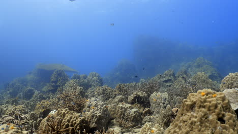A-straight-dive-in-Koh-Tao,-depicting-a-plethora-of-soft-and-hard-corals-in-addition-to-a-variety-of-fish